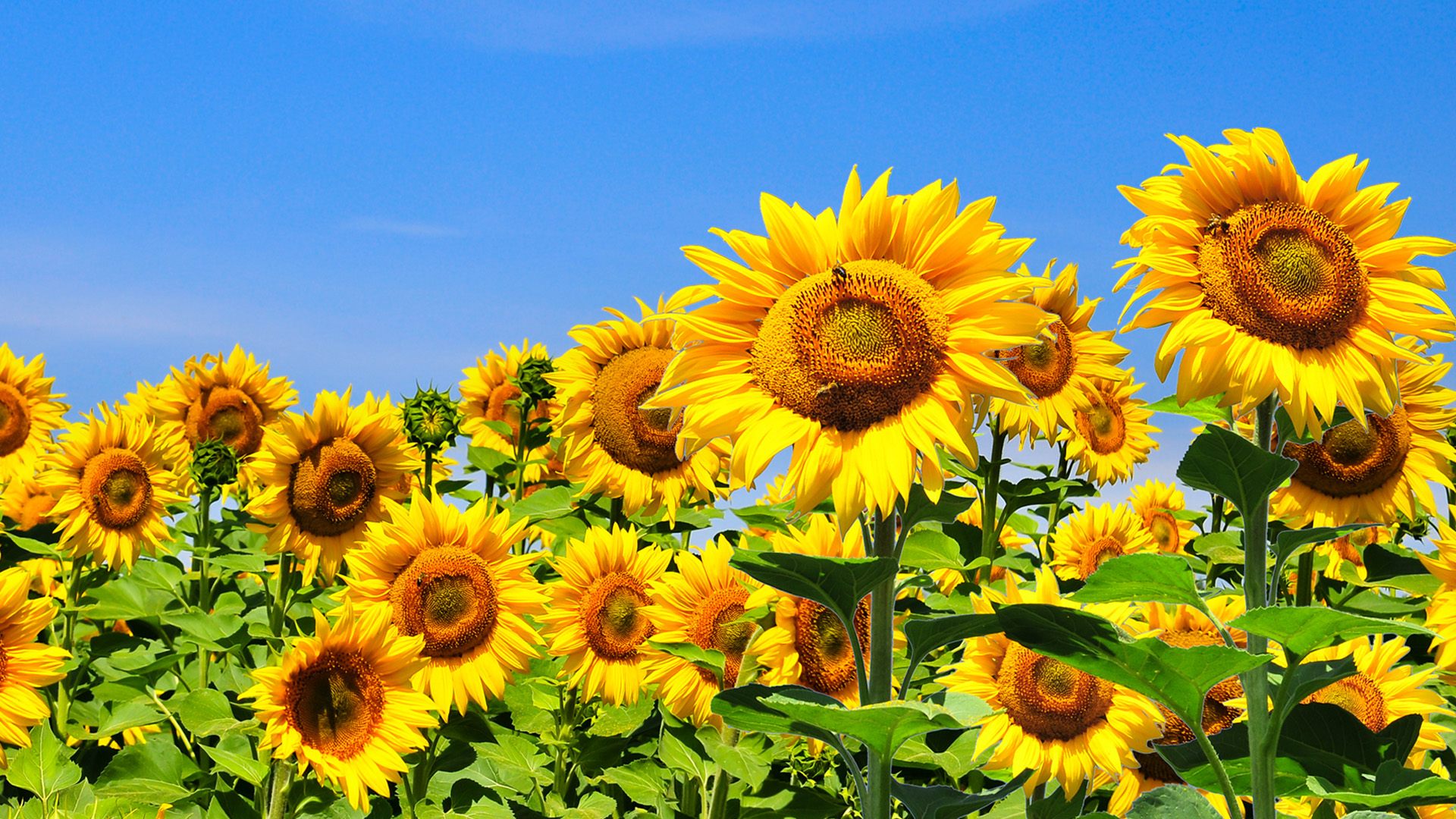 Rheem ENERGY STAR Earth Day